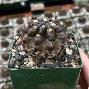 Neochilenia Huascensis Black Cactus Rare Variety 4 inch Pot