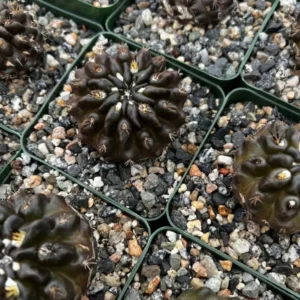 Neochilenia Huascensis Black Cactus Rare Variety 4 inch Pot