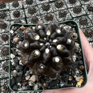 Neochilenia Huascensis Black Cactus Rare Variety 4 inch Pot