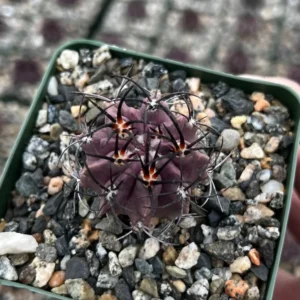 Neochilenia Jussieui Purple Cactus Live Plant 3.5