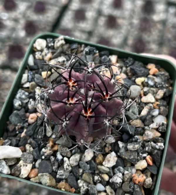 Neochilenia Jussieui Purple Cactus Live Plant 3.5" Pot Rare Find