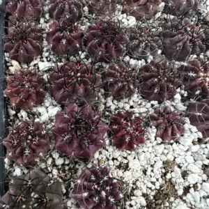 Neochilenia Jussieui Purple Cactus Live Plant 3.5" Pot Rare Find