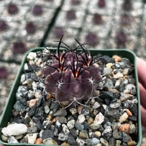 Neochilenia Jussieui Purple Cactus Live Plant 3.5