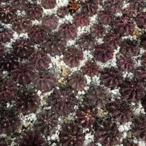 Neochilenia Jussieui Purple Cactus Live Plant 3.5