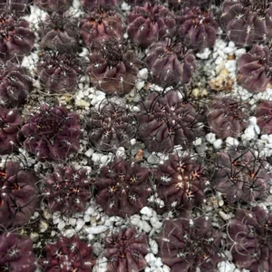Neochilenia Jussieui Purple Cactus Live Plant 3.5
