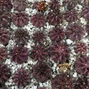 Neochilenia Jussieui Purple Cactus Live Plant 3.5