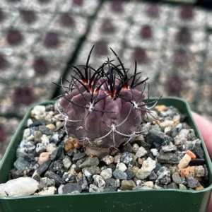 Neochilenia Jussieui Purple Cactus Live Plant 3.5