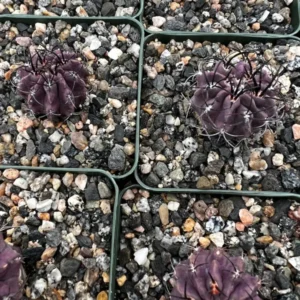 Neochilenia Jussieui Purple Cactus Live Plant 3.5