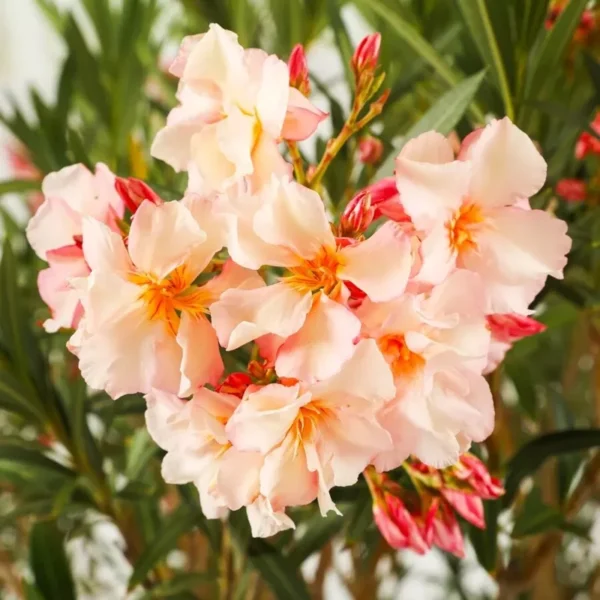 Nerium Oleander Petite Salmon Plant 6" Pot Live Flower