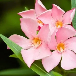 Nerium Oleander Petite Salmon Plant 6" Pot Live Flower