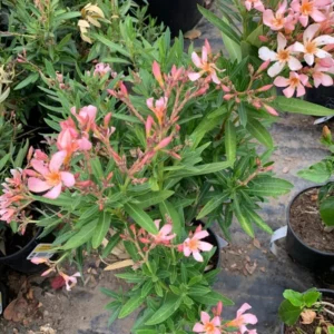 Nerium Oleander Petite Salmon Plant 6