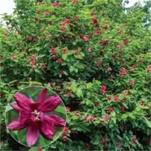 Sweet Shrub Carolina Allspice Plant - 6-12 Inch Tall - 4