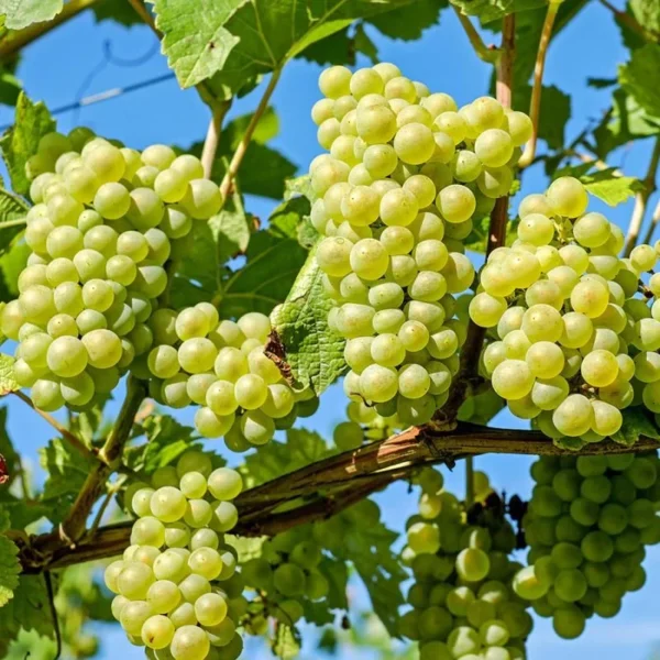 Niagara Grape Vine - 2 Bare Root Live Plants - White Grape Variety
