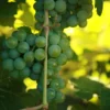 Niagara Grape Vine - Bare Root Live Plant - White Grape - Preorder Now