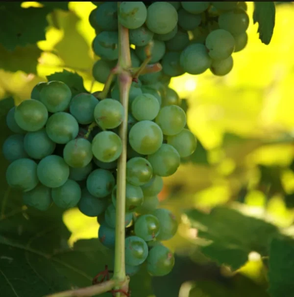 Niagara Grape Vine - Bare Root Live Plant - White Grape - Preorder Now