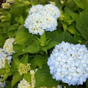 Nikko Blue Hydrangea Plant - 6-12 Inch Hydrangea Flowers
