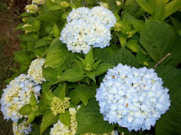 Nikko Blue Hydrangea Plant - 6-12 Inch Hydrangea Flowers