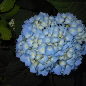 Nikko Blue Hydrangea Plant - 6-12 Inch Hydrangea Flowers