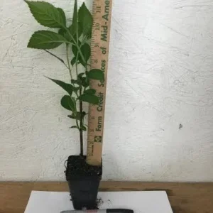 Nikko Blue Hydrangea Plant - 6-12 Inch Hydrangea Flowers