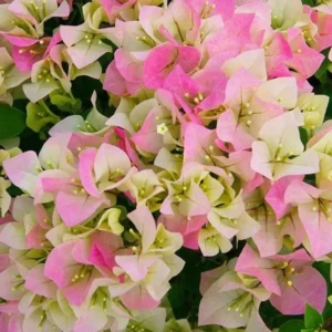 Bougainvillea Spectabilis Tree - 1-2 ft Pink White Bicolor Vine - 6" Pot