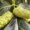 Noni Tree Indian Beach Mulberry Plant - 1 to 2 Feet - 3 Gal Pot - Tropical Fruit Tree