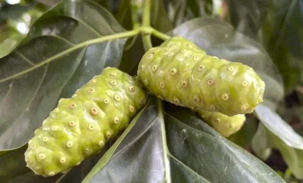 Noni Tree Indian Beach Mulberry Plant - 1 to 2 Feet - 3 Gal Pot - Tropical Fruit Tree