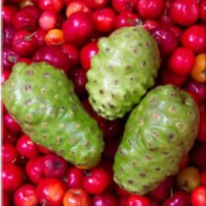 Noni Tree Indian Beach Mulberry Plant - 1 to 2 Feet - 3 Gal Pot - Tropical Fruit Tree