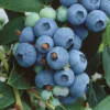 North Country Blueberry Plant - Half-High Bush, 1 Quart, Bare Root, 10-12 inch - Buy 4 Get 1 Free