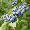 Northblue Blueberry Plant - Half-High Bush, 1 Quart, Bare Root, 10-12 inch, 2 Year Old