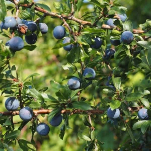 Northblue Blueberry Plant - Half-High Bush, 1 Quart, Bare Root, 10-12 inch, 2 Year Old