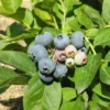 Northblue Half-High Blueberry Bush - 1 Quart Sized Plant - Bare Root - 10-12 inch - 2 Year Old Plant