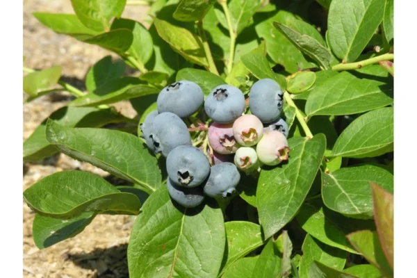Northblue Half-High Blueberry Bush - 1 Quart Sized Plant - Bare Root - 10-12 inch - 2 Year Old Plant