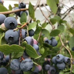Northblue Half-High Blueberry Bush - 1 Quart Sized Plant - Bare Root - 10-12 inch - 2 Year Old Plant