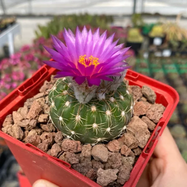 Notocactus uebelmannianus Cactus - 2.5 inch Potted Cacti Succulent