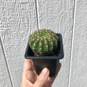 Notocactus uebelmannianus Cactus - 2.5 inch Potted Cacti Succulent