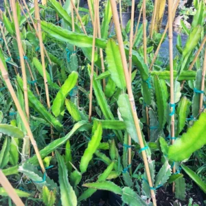 White Dragon Fruit Tree - 3 Gal Size - 2 to 3 feet - Not Ship CA