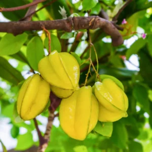 Sweet Star Fruit Tree 3 to 4 Ft - Grafted Variety in 3 Gallon Pot