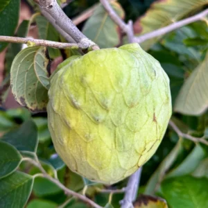 Pierce Cherimoya Tree - Grafted Live Plant - 3 to 4 Feet Tall - 3 Gal Pot