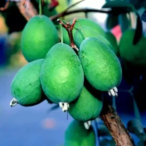 Pineapple Guava Plant Feijoa Sellowiana Fruit Plant - 1 Feet Tall - 6