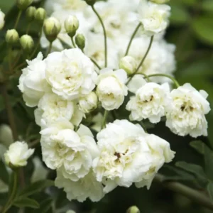Lady Banks Climbing Rose - White Flowers - 2ft Plant in 6in Pot