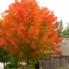 October Glory Maple Tree Plant - 6-12 Inch Pot - Fast Growing Shade Tree