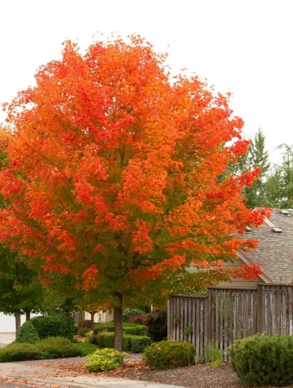 October Glory Maple Tree Plant - 6-12 Inch Pot - Fast Growing Shade Tree