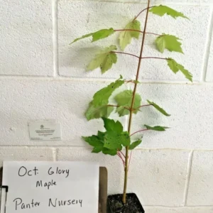 October Glory Maple Tree Plant - 6-12 Inch Pot - Fast Growing Shade Tree