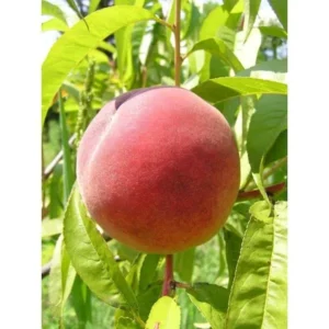 Red Baron Peach Tree - 2-3 ft Tall Fruit Tree - Potted