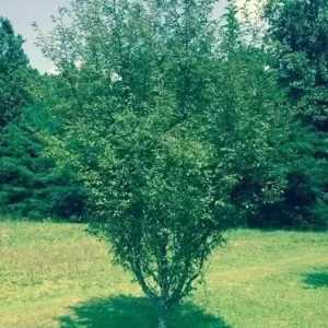 Okame Flowering Cherry Tree Plant - 8-12 Inch Tall - Spring Blooms