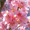 Okame Flowering Cherry Tree Plant - 8-12 Inch Tall - Spring Blooms