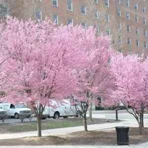 Okame Flowering Cherry Tree Plant - 8-12 Inch Tall - Spring Blooms