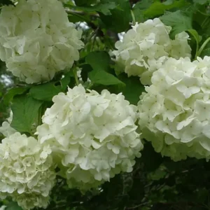 Old Fashion Snowball Viburnum Plant 4-inch Pot - Highbush Cranberry Flowering Shrub