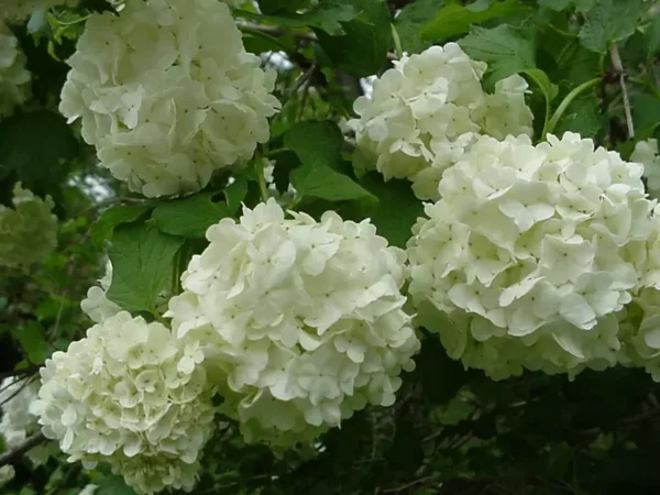 Old Fashion Snowball Viburnum Plant 4-inch Pot - Highbush Cranberry Flowering Shrub