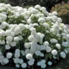 Old Fashion Snowball Viburnum Plant 4-inch Pot - Highbush Cranberry Flowering Shrub